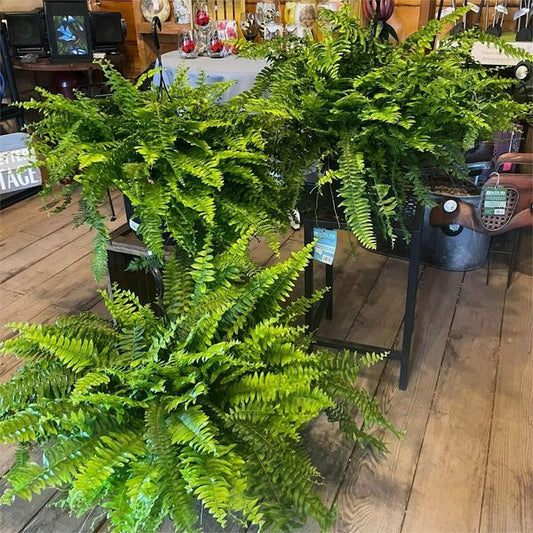 🍀Last Day 75% OFF--UV Resistant Lifelike Artificial Boston Fern🍀