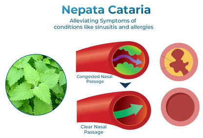 GFOUK™ NasoCalm Nasal Wellness and Turbinate Comfort Spray